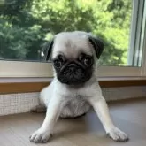 パグ