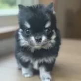チワワ(ロング)