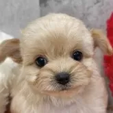 チワプー(チワワ×トイプードル)【岐阜県・女の子・2025年9月15日・アプリコット】の写真1