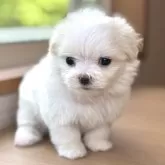 マルチーズ