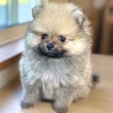 ポメラニアン