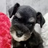 ミニチュアシュナウザー【岐阜県・男の子・2025年10月5日・ブラック&シルバー】の写真1