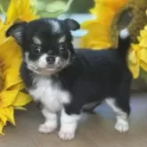 チワワ(ロング)