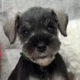 ミニチュアシュナウザー【岐阜県・女の子・2025年10月6日・ソルト&ペッパー】の写真1