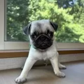 パグ
