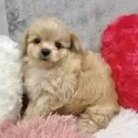 チワプー(チワワ×トイプードル)【岐阜県・女の子・2025年9月15日・アプリコット】の写真2