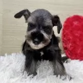 ミニチュアシュナウザー【岐阜県・男の子・2025年10月23日・ソルト&ペッパー】の写真2