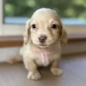 ミニチュアダックスフンド(ロング)【岐阜県・男の子・2025年4月22日・ゴールド】の写真2
