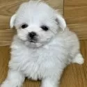 マルチーズ【岐阜県・男の子・2024年12月3日・ホワイト】の写真2