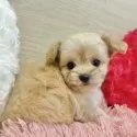 チワプー(チワワ×トイプードル)【岐阜県・女の子・2025年9月15日・アプリコット】の写真3