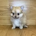 ポメチワ(チワワ×ポメラニアン)【岐阜県・女の子・2025年7月31日・チョコレートフォーン】の写真3
