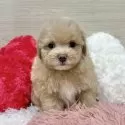 マルプー(トイプードル×マルチーズ)【岐阜県・男の子・2025年10月2日・アプリコット】の写真3