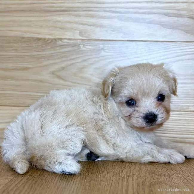 【ぷりんページ】トイプーさんとトイプーさん Amazon.co.jp: おさんぽしよう!とことこワンちゃん トイプードル