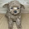 トイプードル(トイ)【岐阜県・男の子・2025年1月14日・レッドフォーン】の写真4