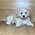 マルプー(マルチーズ×トイプードル)【岐阜県・男の子・2025年8月17日・クリーム&ホワイト】の写真4