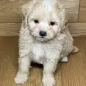 マルプー(マルチーズ×トイプードル)【岐阜県・男の子・2025年3月25日・クリーム&ホワイト】の写真4