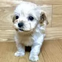 マルプー(マルチーズ×トイプードル)【岐阜県・男の子・2024年9月29日・クリーム】の写真4