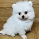 ポメラニアン【岐阜県・男の子・2024年11月25日・クリーム】の写真5