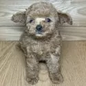 トイプードル(トイ)【岐阜県・男の子・2025年1月14日・レッドフォーン】の写真5