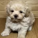 マルプー(マルチーズ×タイニープードル)【岐阜県・男の子・2025年4月1日・アプリコット】の写真5
