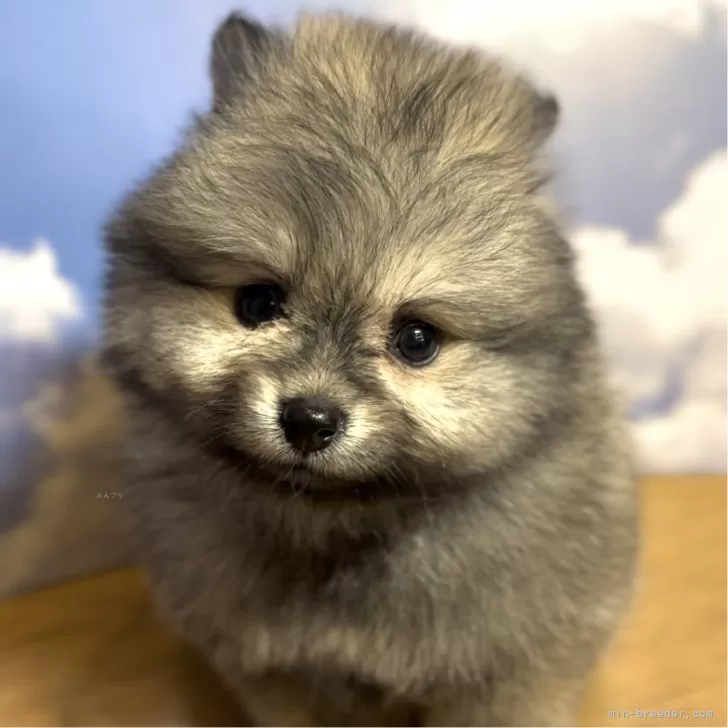 ID：2406-07242の子犬