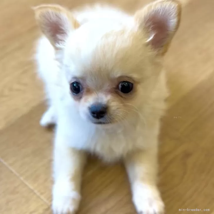 ID:2408-02401の子犬