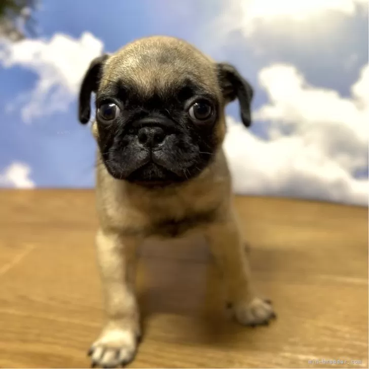 ID:2406-05171の子犬