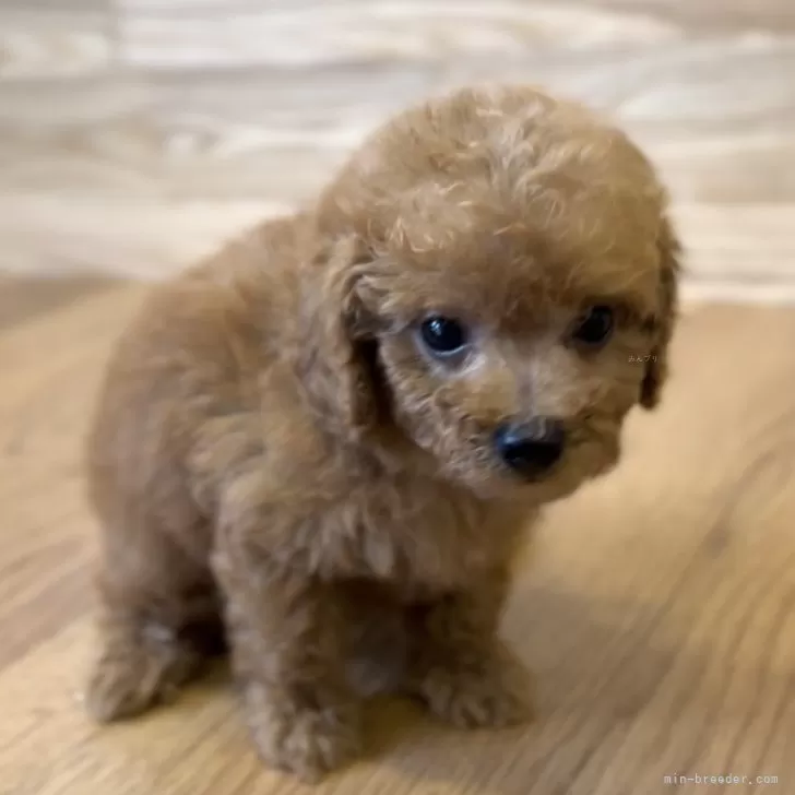 ID:2407-05088の子犬