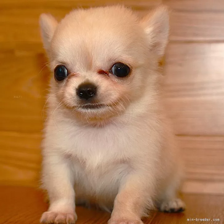 ID:2410-01163の子犬