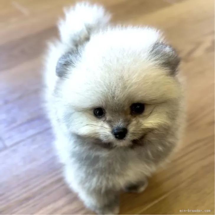 R.K 様のお迎えした子犬