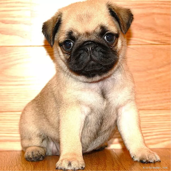 ID:2410-02934の子犬