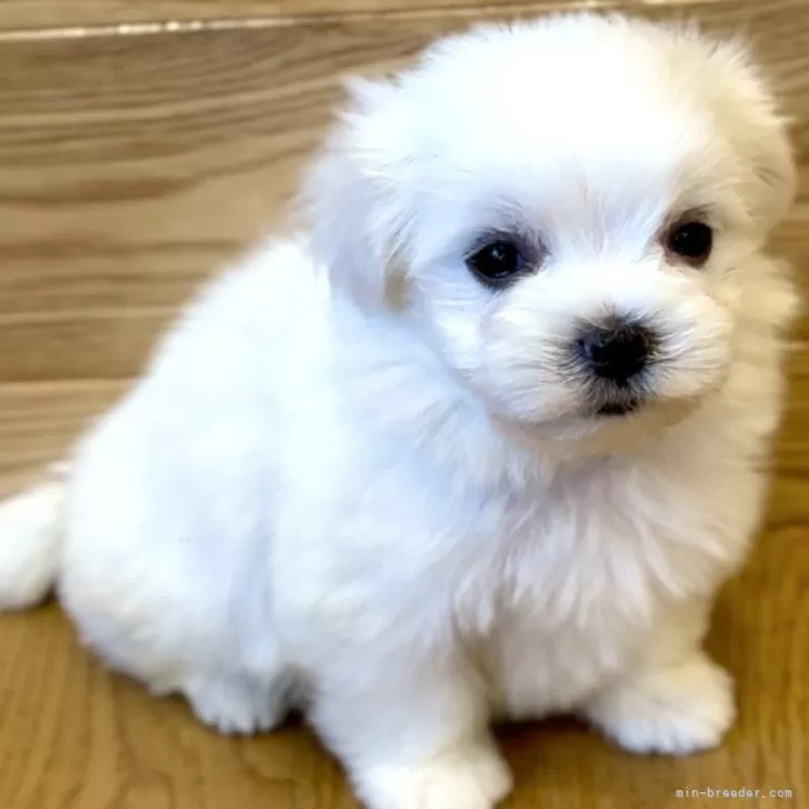 ID:2408-02411の子犬