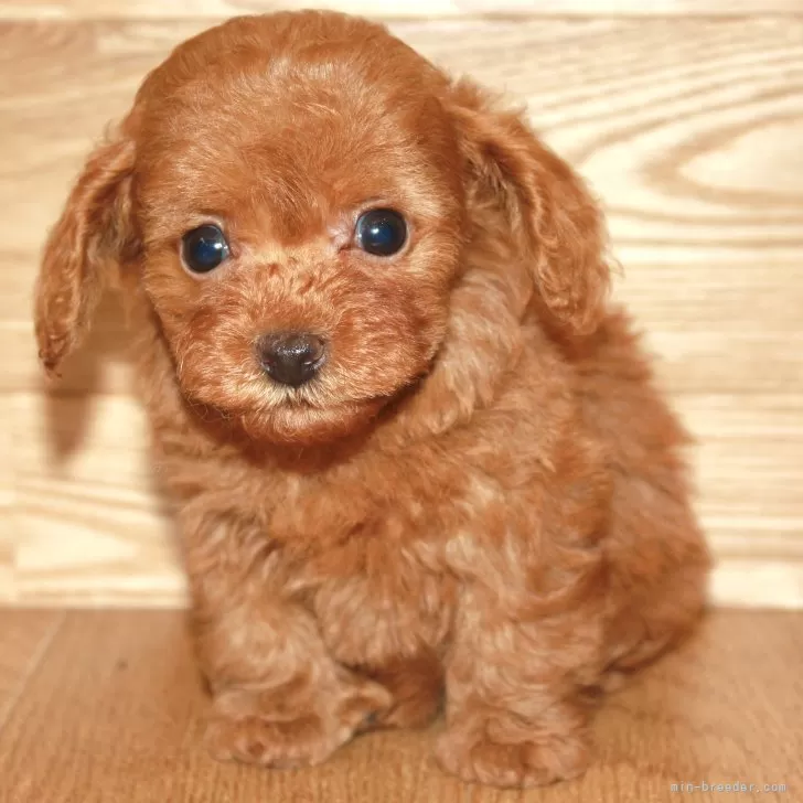 ID:2410-06413の子犬