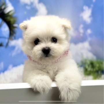 ポメマル(マルチーズ×ポメラニアン)【岐阜県・女の子・2024年5月2日・クリーム】の写真「フワフワクリームの元気な女の子💕」