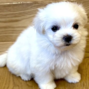 マルチーズ【岐阜県・男の子・2024年6月28日・ホワイト】の写真「イケメンマルチーズくん♬」