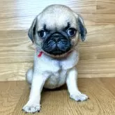 パグ【岐阜県・男の子・2024年8月29日・フォーン】の写真3