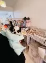 チワワ(ロング)【福岡県・男の子・2024年12月15日・パーティ】の写真11