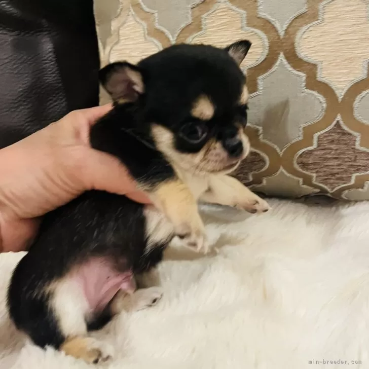 ID:2504-02034の子犬