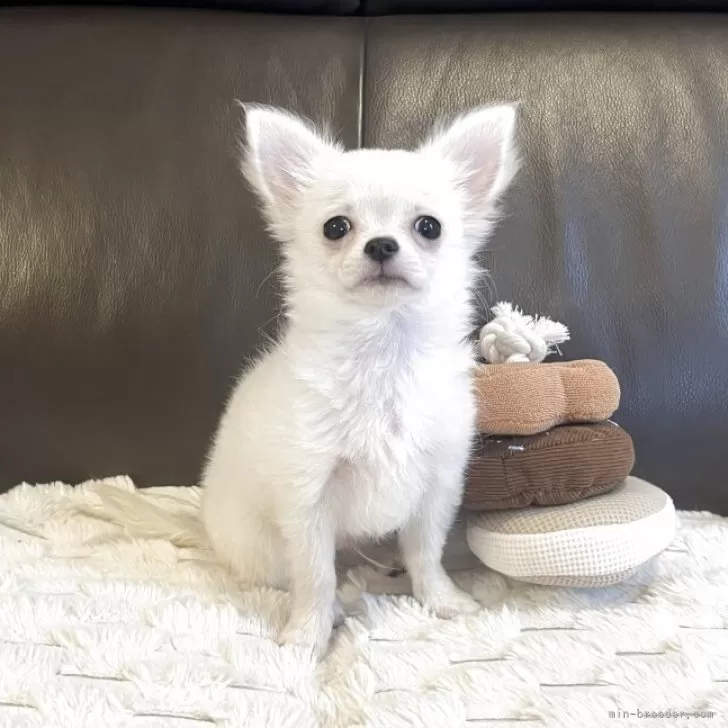 ID：2507-08621の子犬