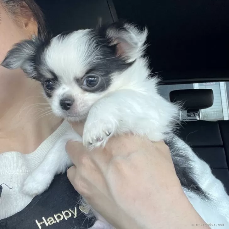 ID：2501-02855の子犬