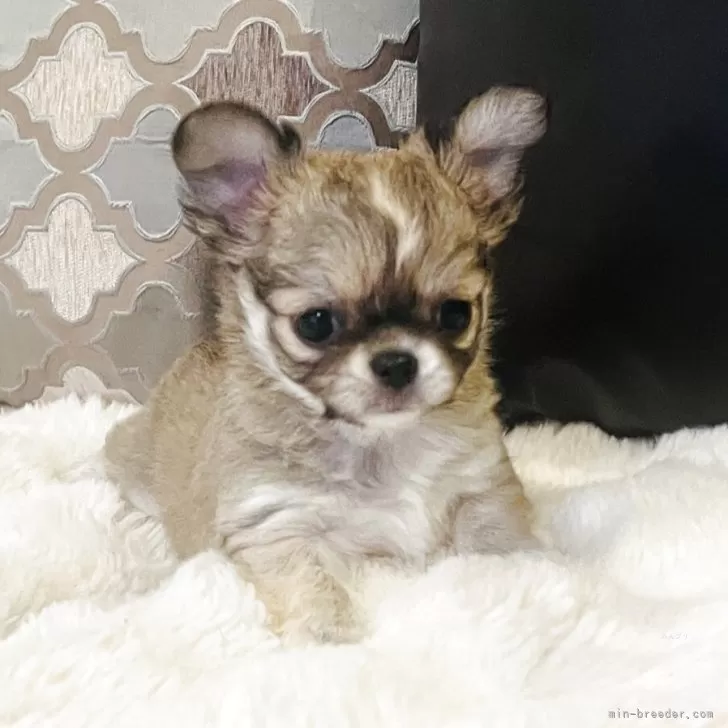 ID：2503-02776の子犬