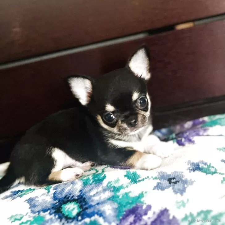 チェリー 様のお迎えした子犬