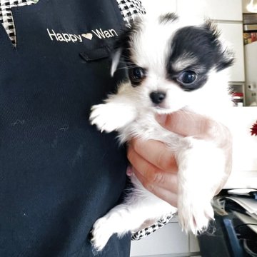 チワワ(ロング)【福岡県・男の子・2025年2月27日・パーティ】の写真「華やかなカラーのぼくちゃん💖」