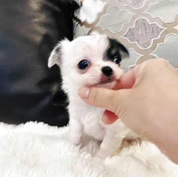 チワワ(ロング)【福岡県・男の子・2025年10月9日・パーティ】の写真「牛柄おチビちゃん💖」