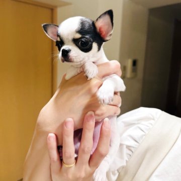 チワワ(スムース)【福岡県・女の子・2025年10月2日・パーティ】の写真「小柄なスムースの可愛いわたち🩷」