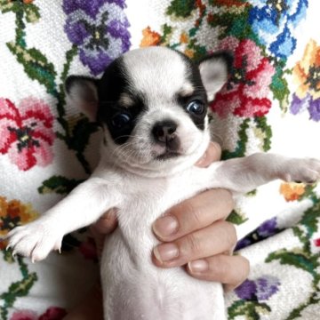 チワワ(スムース)【福岡県・女の子・2025年10月2日・パーティ】の写真「小柄なスムースの可愛いわたち🩷」