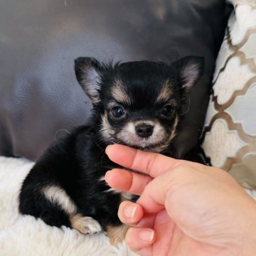 チワワ(ロング)【福岡県・女の子・2025年10月2日・ブラックタン】の写真「可愛いブラックタン女の子💖」