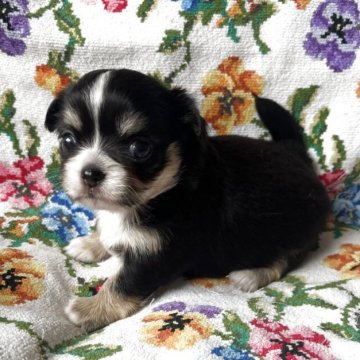 チワワ(ロング)【福岡県・女の子・2025年10月4日・ブラック&ホワイト】の写真「華やかなカラー🩷」