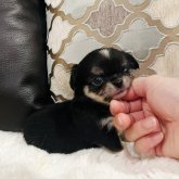 チワワ(ロング)