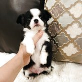 チワワ(ロング)
